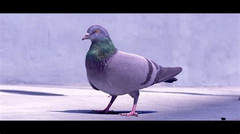 pigeon song.